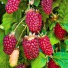 Саженец ежемалины Логан Берри (Loganberry): фото и описание