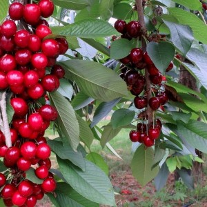 Колоновидная черешня Квин Мери (Куин Мари)