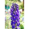 Саженцы дельфиниума Волшебные фонтаны -  5 шт.: фото и описание