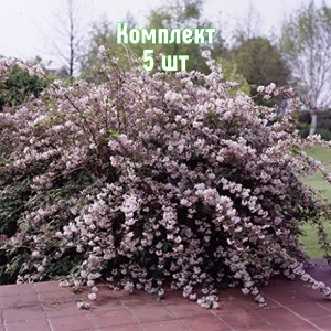 Комплект 5шт / Дейция розовая Монт Роуз