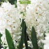 Луковицы гиацинта Белая Жемчужина (White Pearl) -  5 шт.: фото и описание