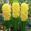 Луковицы гиацинта Город Харлем (City of Haarlem) -  5 шт.: фото и описание