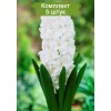 Луковицы Гиацинта Сноу Кристалл  (Snow Crystal) -  5 шт.: фото и описание