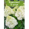 Саженцы гортензии метельчатой Полярный медведь -  5 шт.: фото и описание