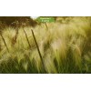 Саженцы ковыля Дальневосточный  -  5 шт.: фото и описание