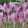 Луковицы Крокуса Томазини Розеус (Roseus) - 5 шт.: фото и описание