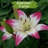 Луковицы лилии азиатской Лоллипоп (Lollypop) -  5 шт.: фото и описание