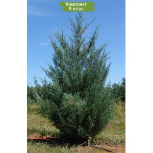 Комплект 5шт / Можжевельник Виргинский от 100 см