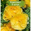 Саженцы английской розы Инка (Inka) -  5 шт.: фото и описание