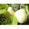Саженцы яблони Белый налив -  5 шт.: фото и описание