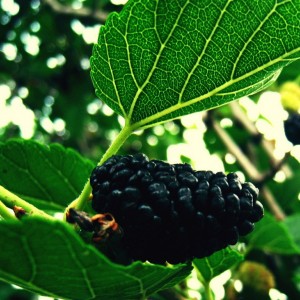 Тутовник (шелковица) Старомосковский