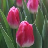 Луковица тюльпана Пинк Стоун (Pink Stone): фото и описание